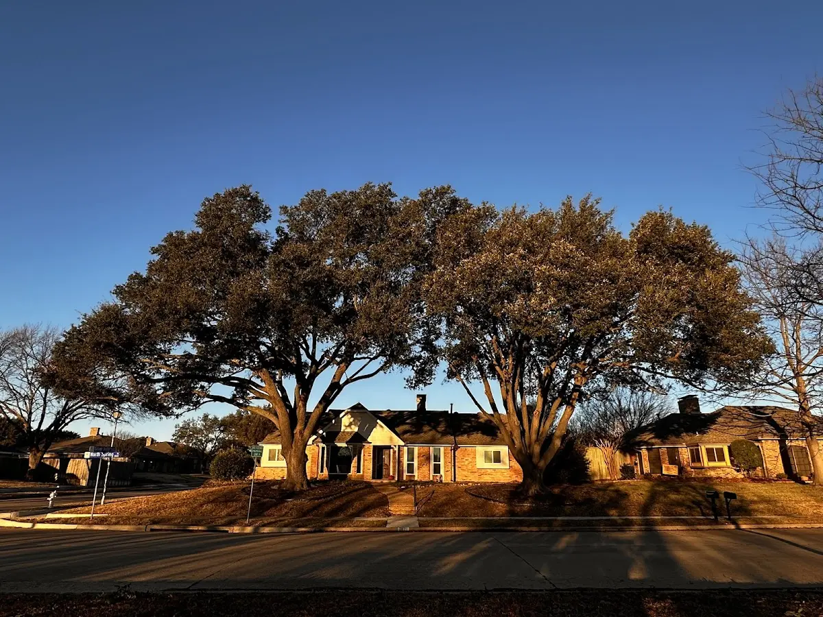 Established residential canopy tree shading a home in Davisboro